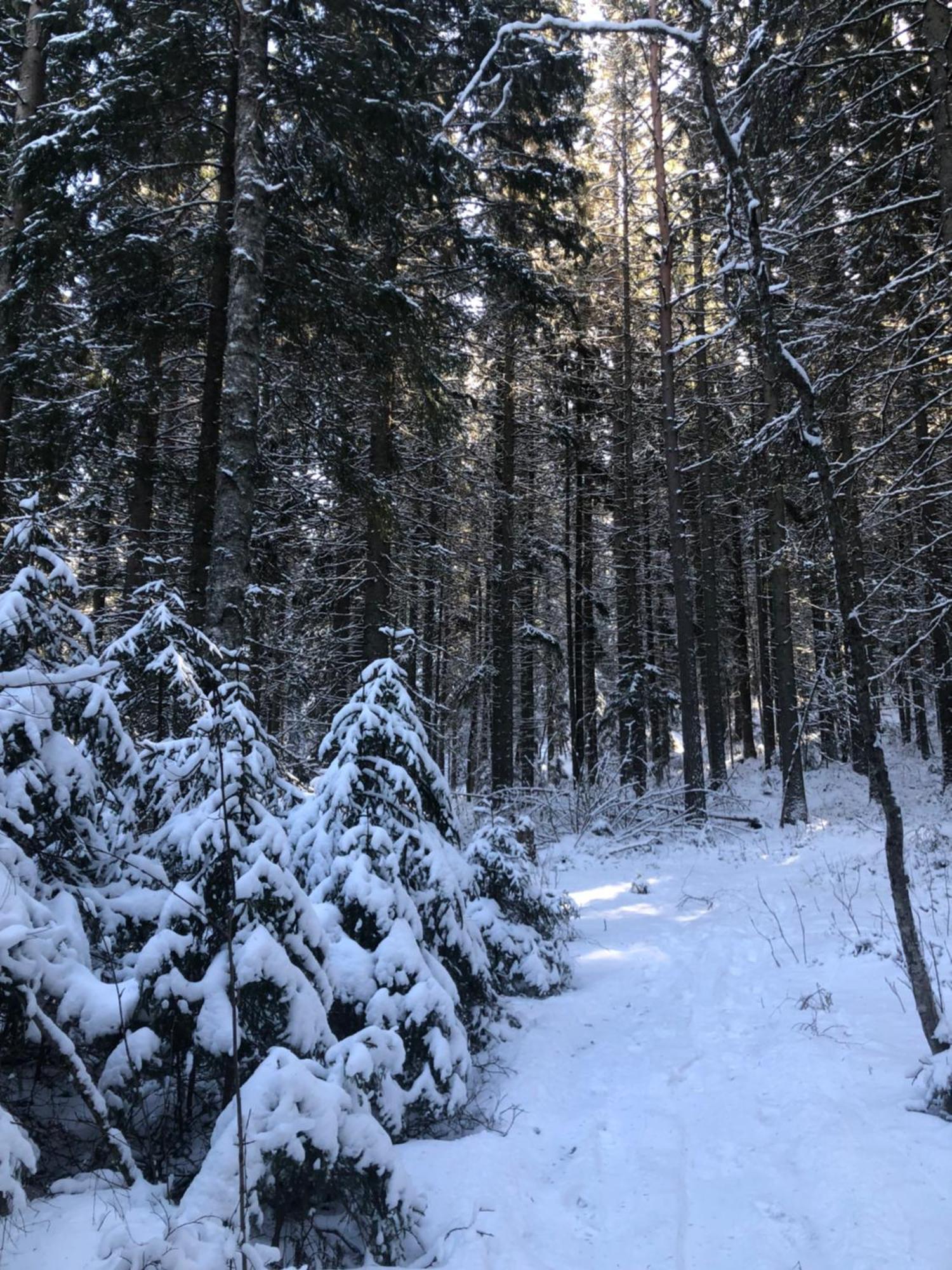 Kungsbergetnatur Järbo المظهر الخارجي الصورة